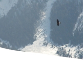 14 Bellissimo rapace
